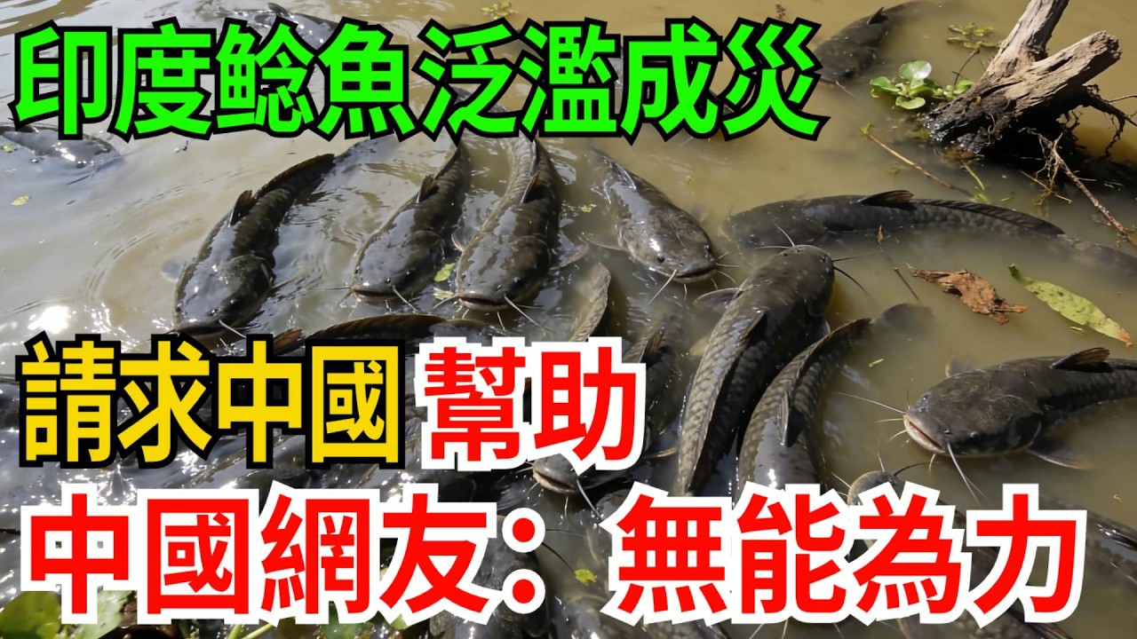 印度鲶魚泛濫成災，請求中國幫助，中國網友：無能為力【觀勢經緯】#科普#世界之最 #出類拔萃 #top10#恆河鲶魚 #生態災難 #中國吃貨 #印度污染 #食品安全