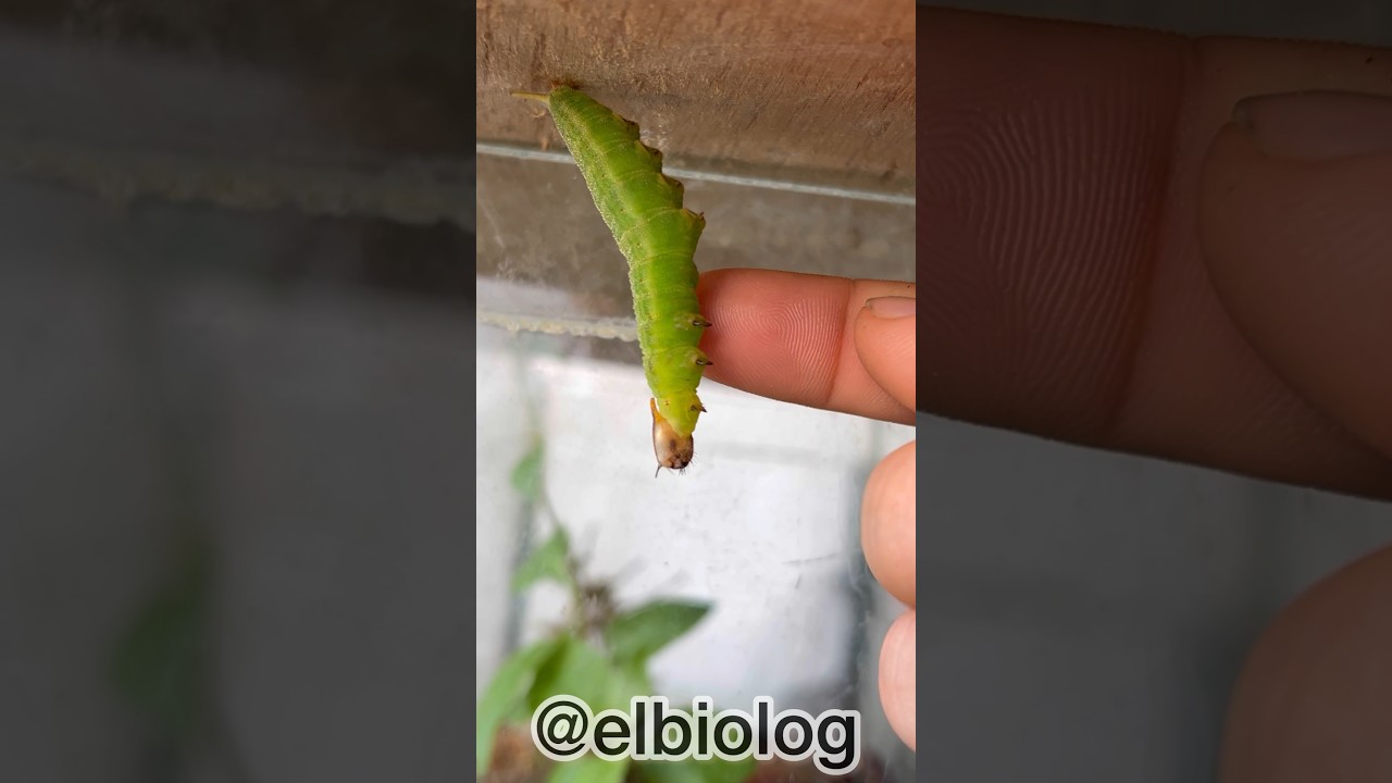 Metamorfosis Gusano Drag&oacute;n Dia 2 🐉🐲