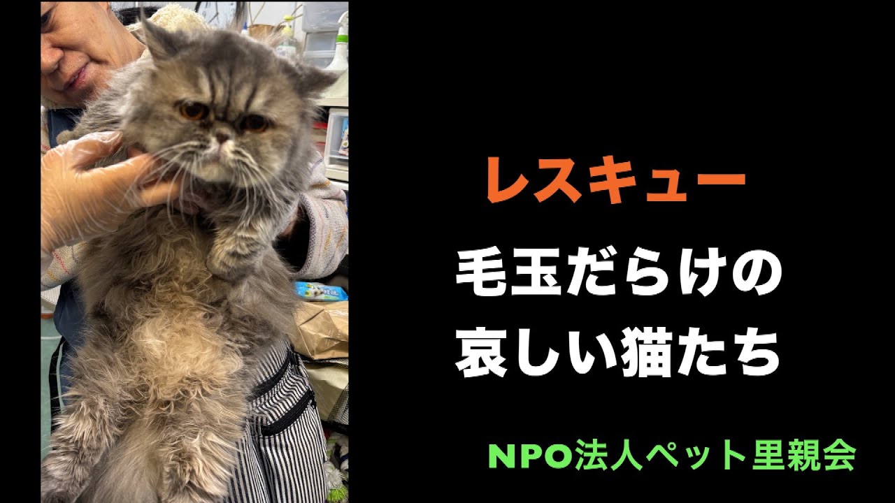 【ペット里親会】レスキュー毛玉だらけの哀しい猫たち