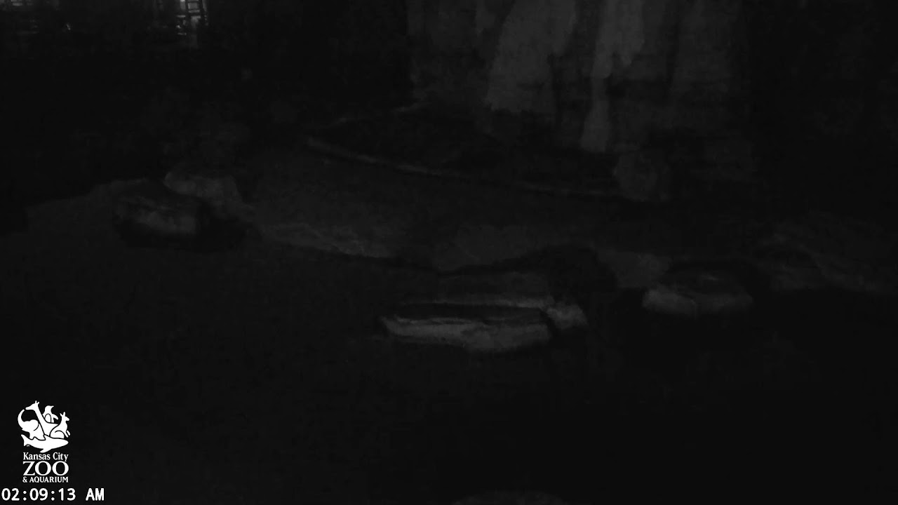 KC Zoo Polar Bear Cam