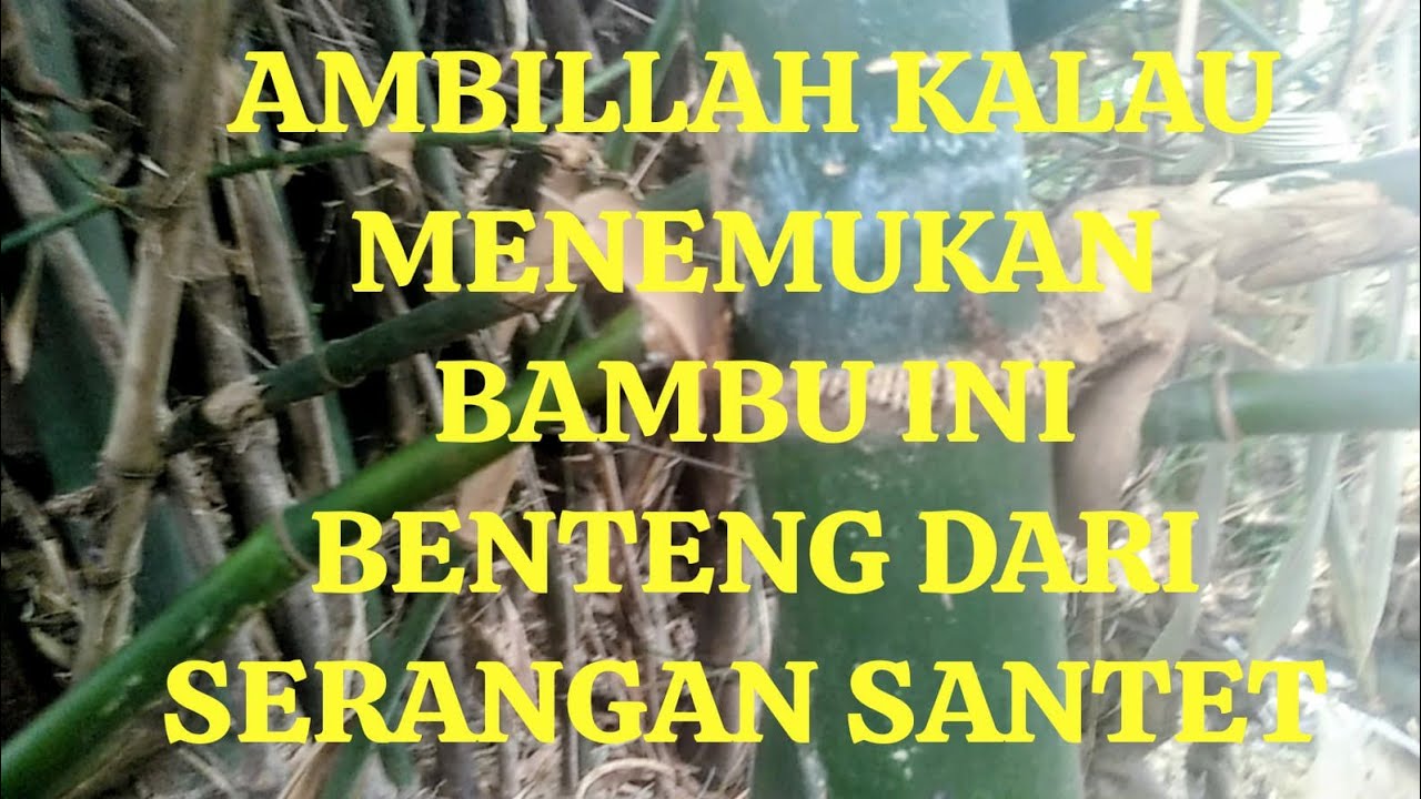 AMBILLAH KALAU MENEMUKAN BAMBU INI BENTENG DARI SERANGAN SANTET @SoboDalan-t7z 