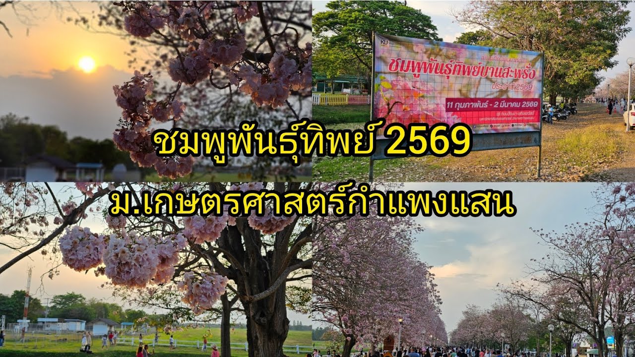 ชมพูพันธุ์ทิพย์ 2569 ม.เกษตรศาสตร์กำแพงแสน