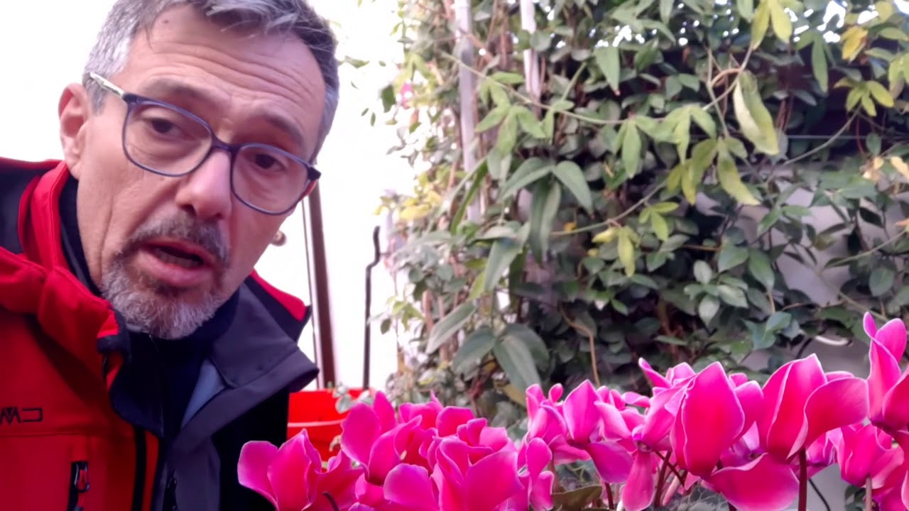 annaffiare i ciclamini