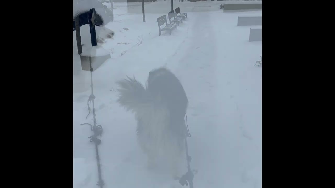 My 90 pound ￼ Siberian husky BLUE ￼the only dog outside in the 2025 winter ￼snowstorm