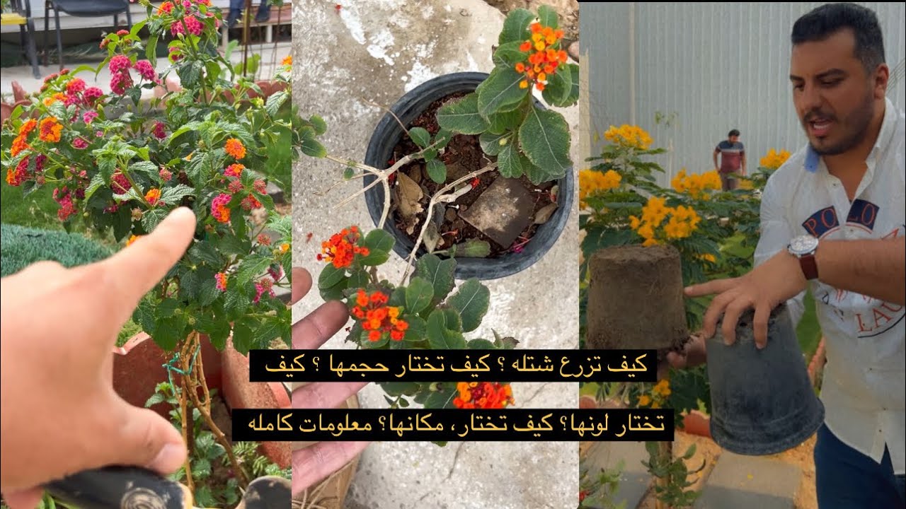 كيف زراعة شتلة ؟ كيف اختار مكان الشتله ؟ كيف اختار حجم الشتله ؟ كيف اختار لون الشتلة؟ فديو تعليمي