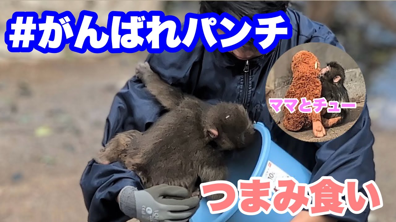 パンチくん、バケツの中の食べ物をつまみ食い　2026.02.27前編 市川市動植物園 #がんばれパンチ