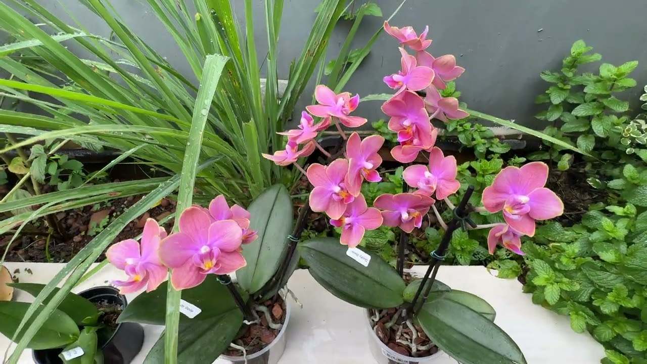 PHALAENOPSIS PERFUMADAS