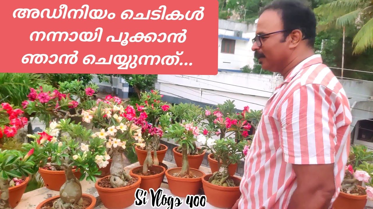 അഡീനിയം റീപോട്ടിങ് മുതൽ പൂക്കുന്നത് വരെ ചെയ്യേണ്ട കാര്യങ്ങൾ // Adenium repotting to flowering