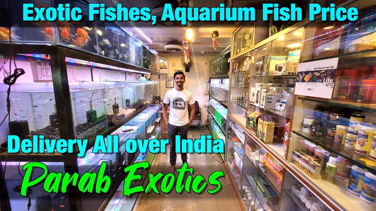Amazing Exotic Fish Stock in Parab Exotics in Mumbai