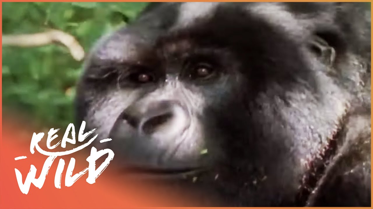 Gorilla Brothers Mourn Their Dead Father