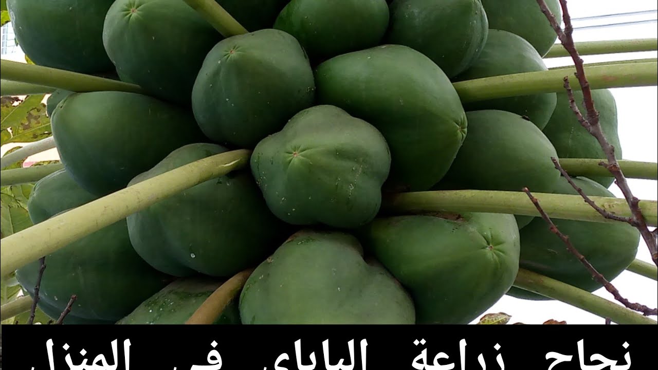 .نجاح زراعة الباباي في المنزل  Successful cultivation of papaya at home.