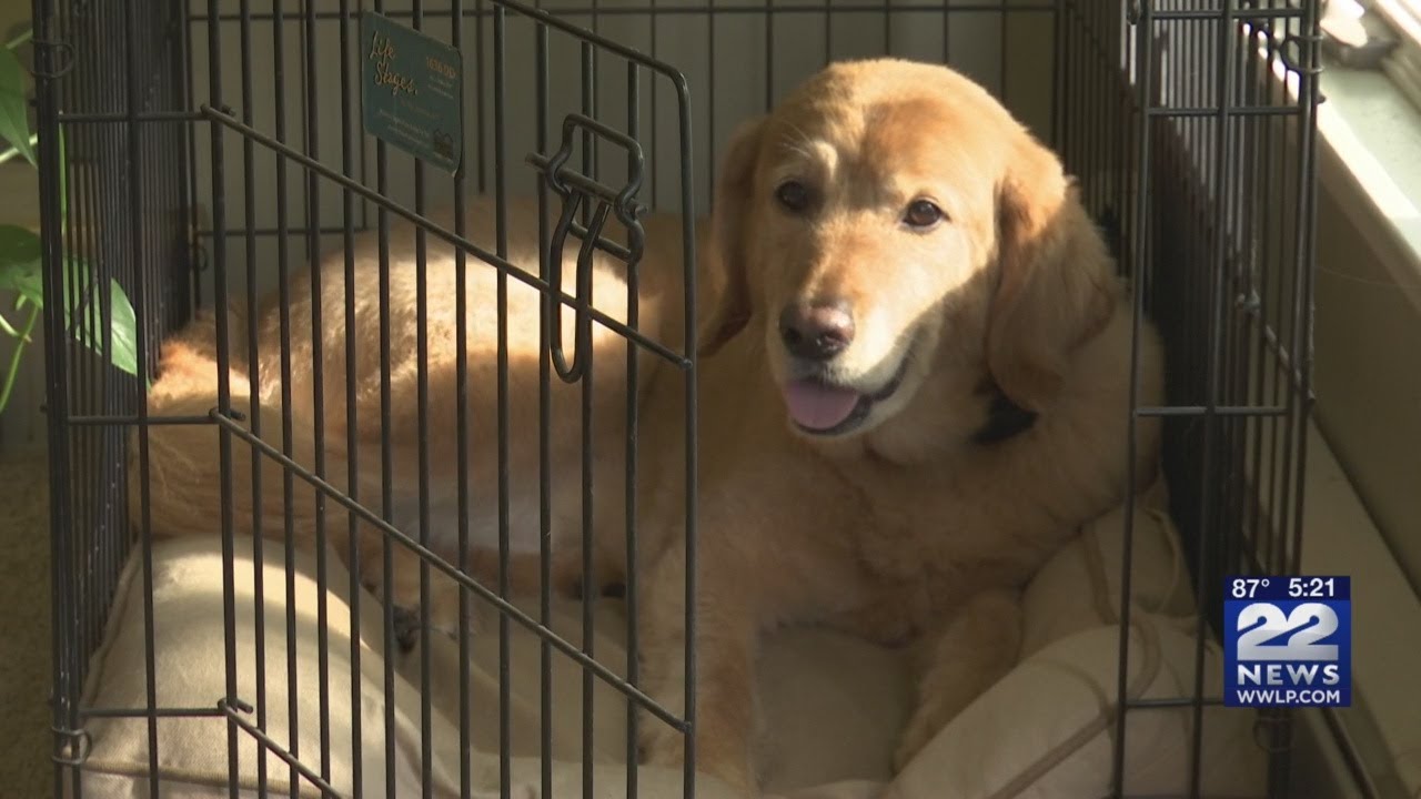 Tips on leaving your pets home during vacation