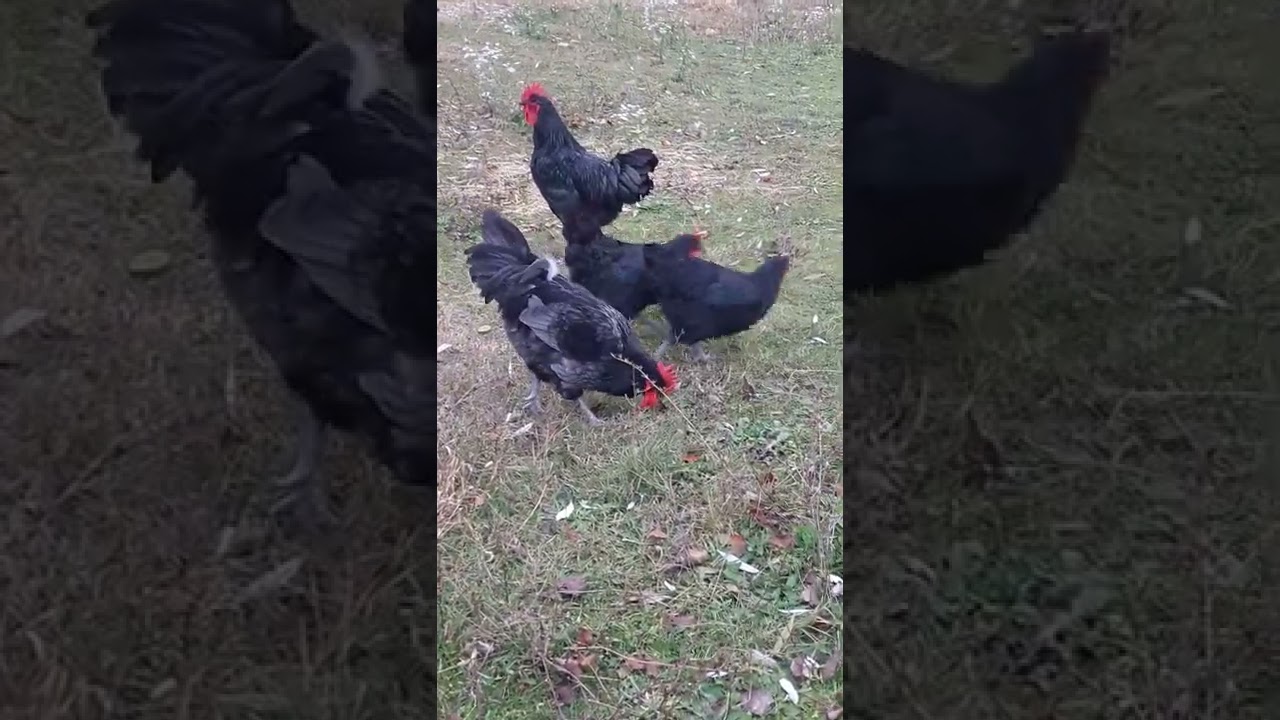 Немного о  курах Джерсийский гигант.