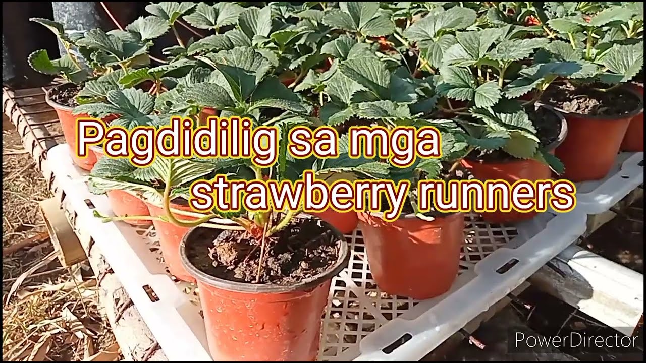 Pagdidilig sa Strawberry Runners