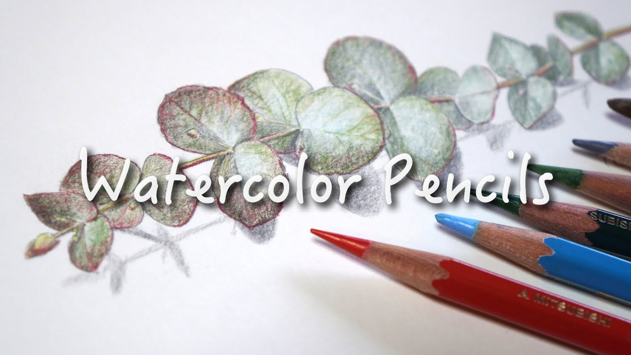 【水彩色鉛筆】ユーカリの葉を描く　Watercolor pencils | Eucalyptus leaves