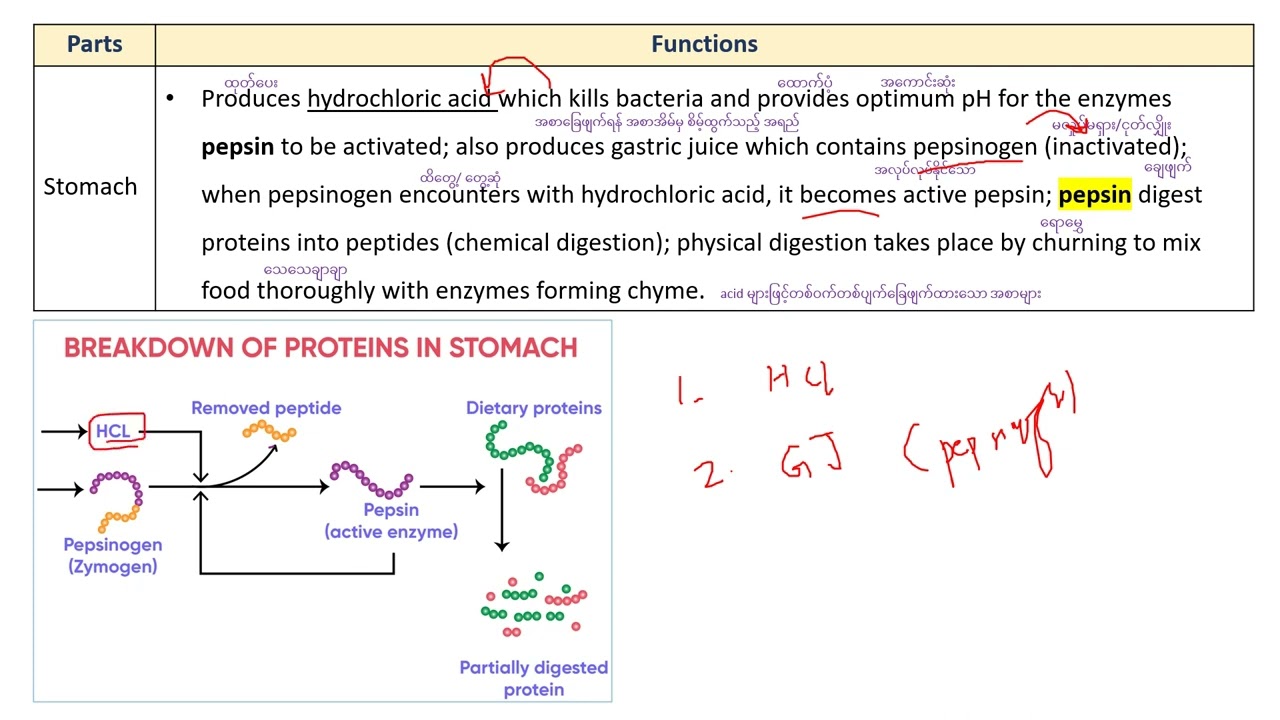 Digestive system  Part 2