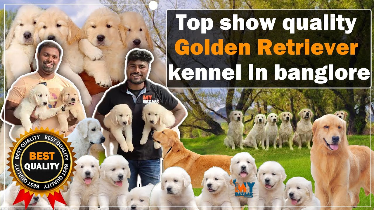 Top show quality golden retriever kennel in Bangalore | Happy golden dream kennel | @My_Bazaar
