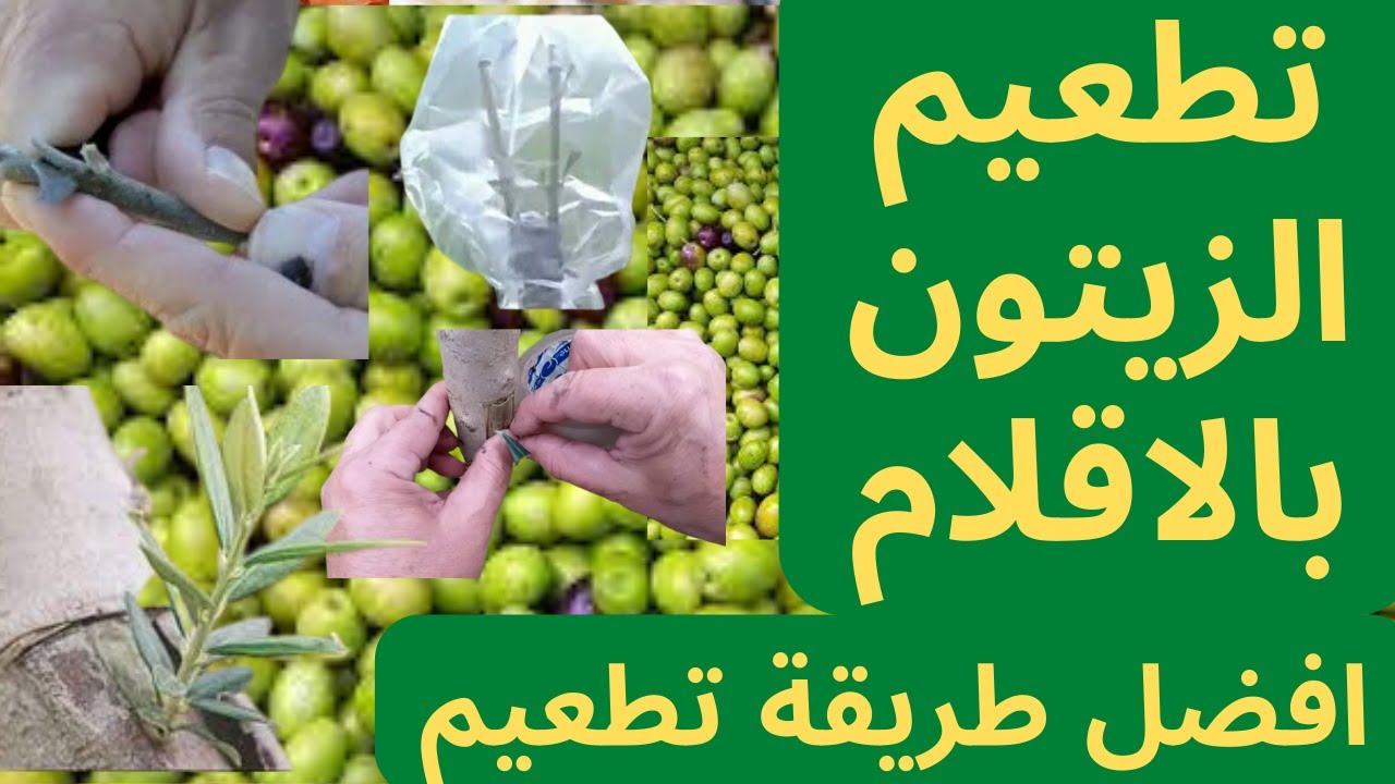 تطعيم الزيتون بالقلم اللحائي | افضل طريقة  تطعيم