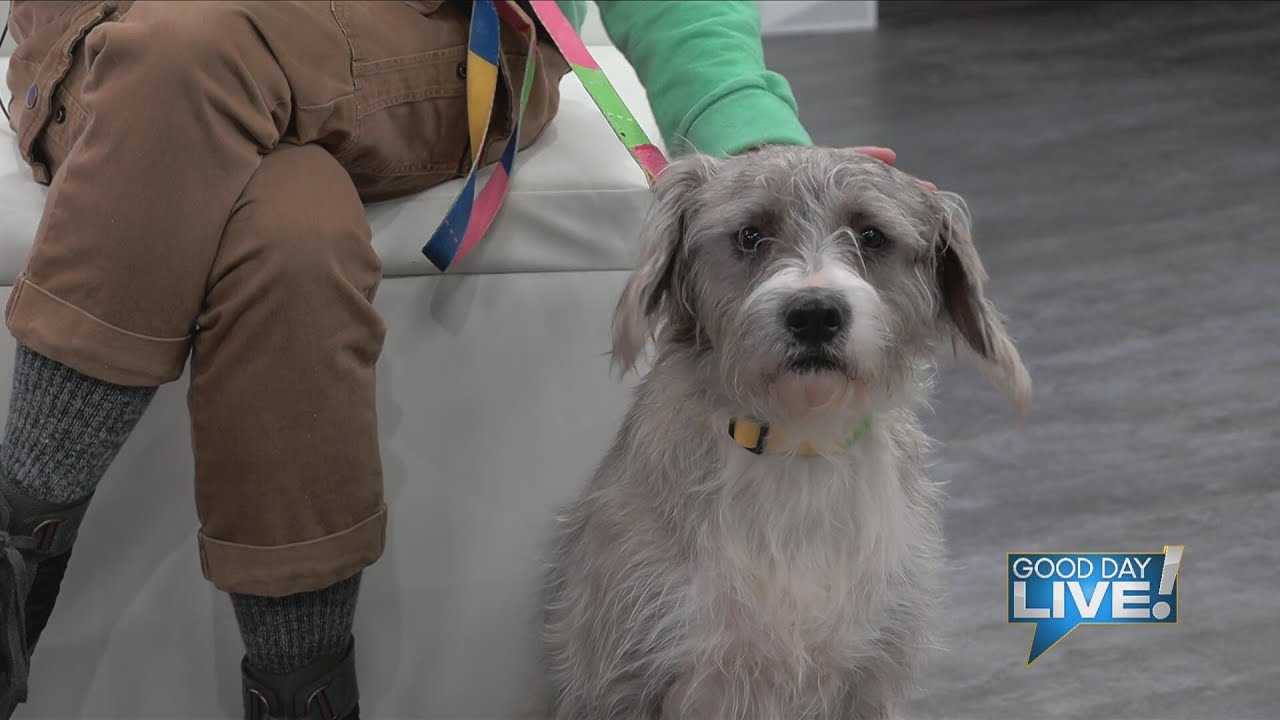 GDL - Pet of the Week: Dobby 