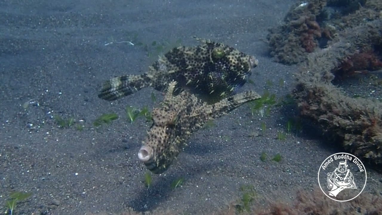 Tassle Filefish @AMED BUDDHA DIVING