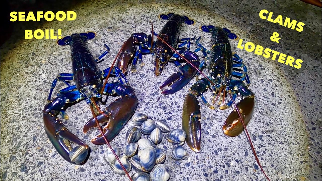 SEAFOOD BOIL - Foraged LOBSTERS & CLAMS , Bass , Eels , COASTAL FORAGING at NIGHT