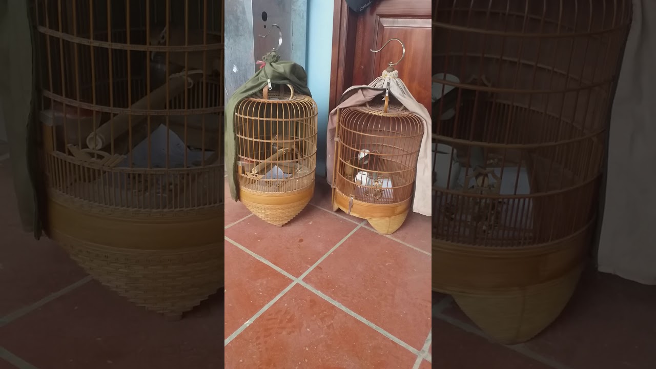 Chim họa mi thuần mua về bị mất lửa p1