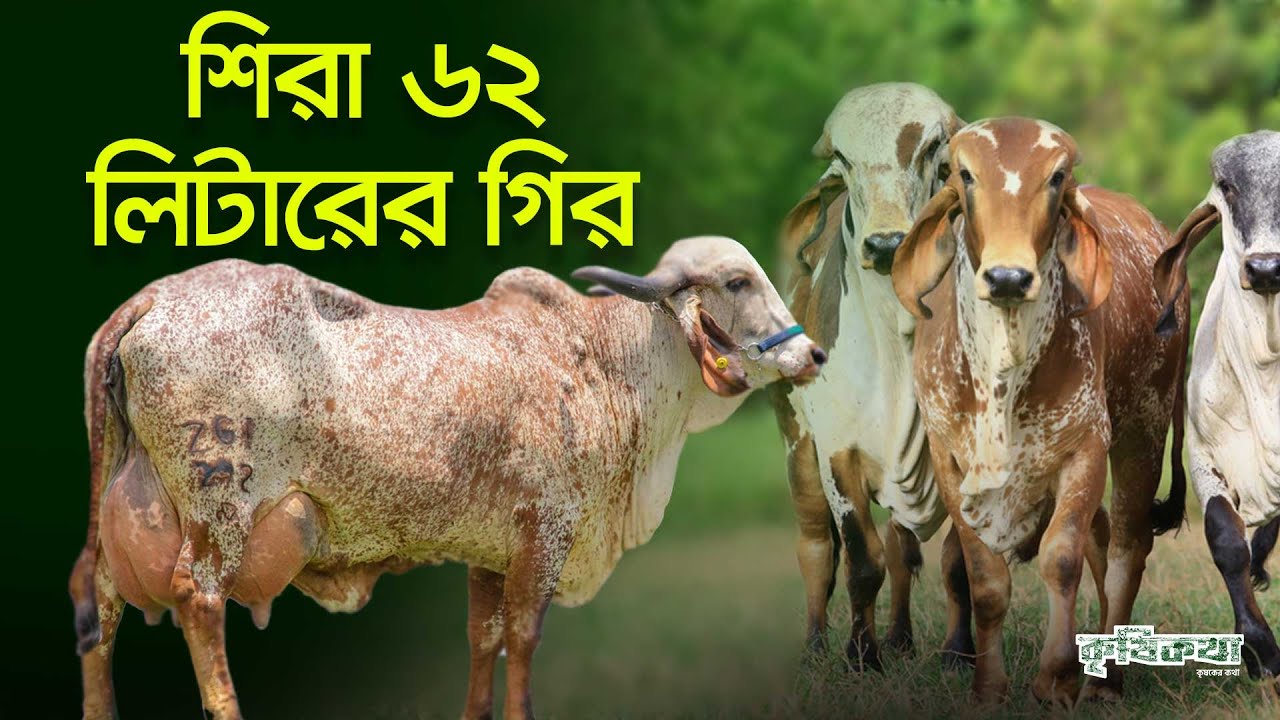 এ জাতের গরুই কেন জাত উন্নয়নের কাজে বেশি ব্যবহার করা হয় । Gyr Cattle The All Purpose Cattle Breed