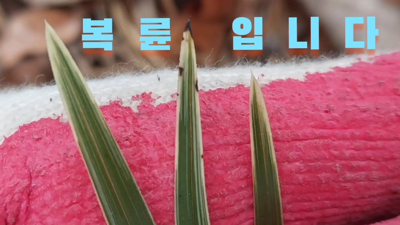 #난초산행#복륜을 만났습니다#난초랑