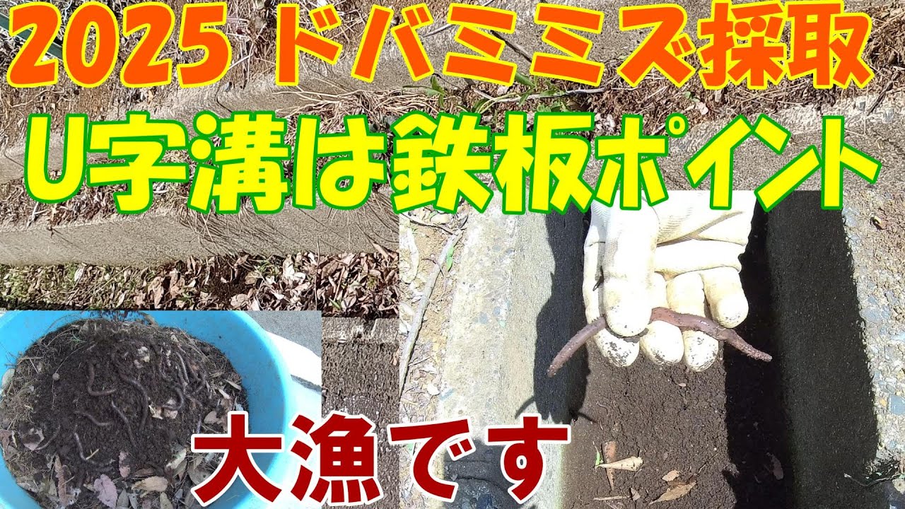 【2025ドバミミズ採取 2】★U字溝は鉄板ポイント★『大漁』だよ