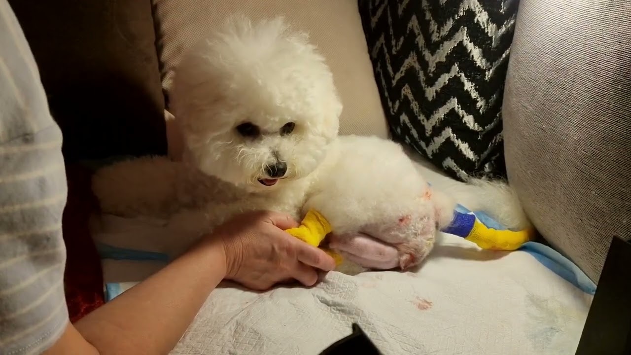 Роды дома Бишон MICHELLE Щенок 2 #kennel_BrightStarDog #bichon_kp #родыбишона #щенокбишона #puppies