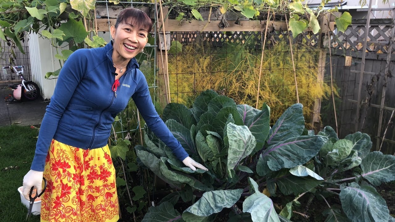 Thu hoạch rau cải, su su, xà lách xoong cuối thu  🇨🇦 Harvesting organic vegetables