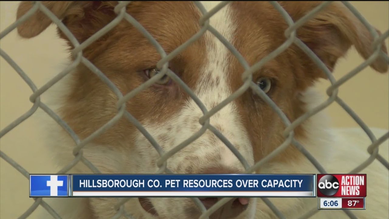 Hillsborough County Pet Resources over capacity