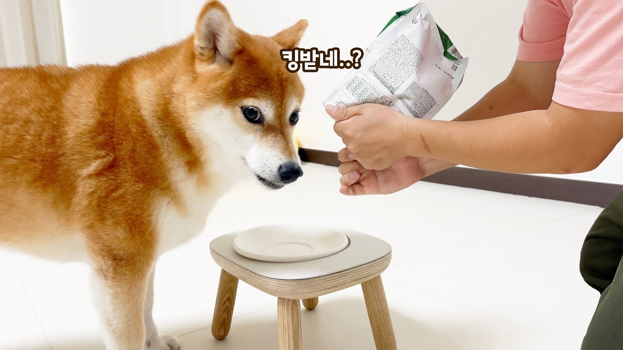밥 많이 주는 척만 했더니 강아지 반응이..ㅋㅋㅋ
