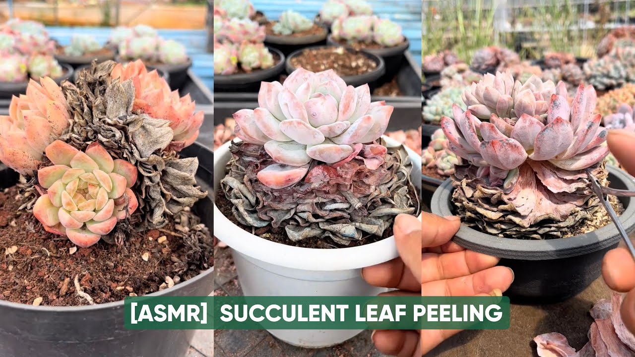 [ASMR] Satisfying Succulent Leaf Peeling Sounds | 多肉植物 | 다육이들 | Suculentas