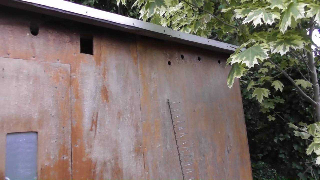 Nesting Blue Tits  2016