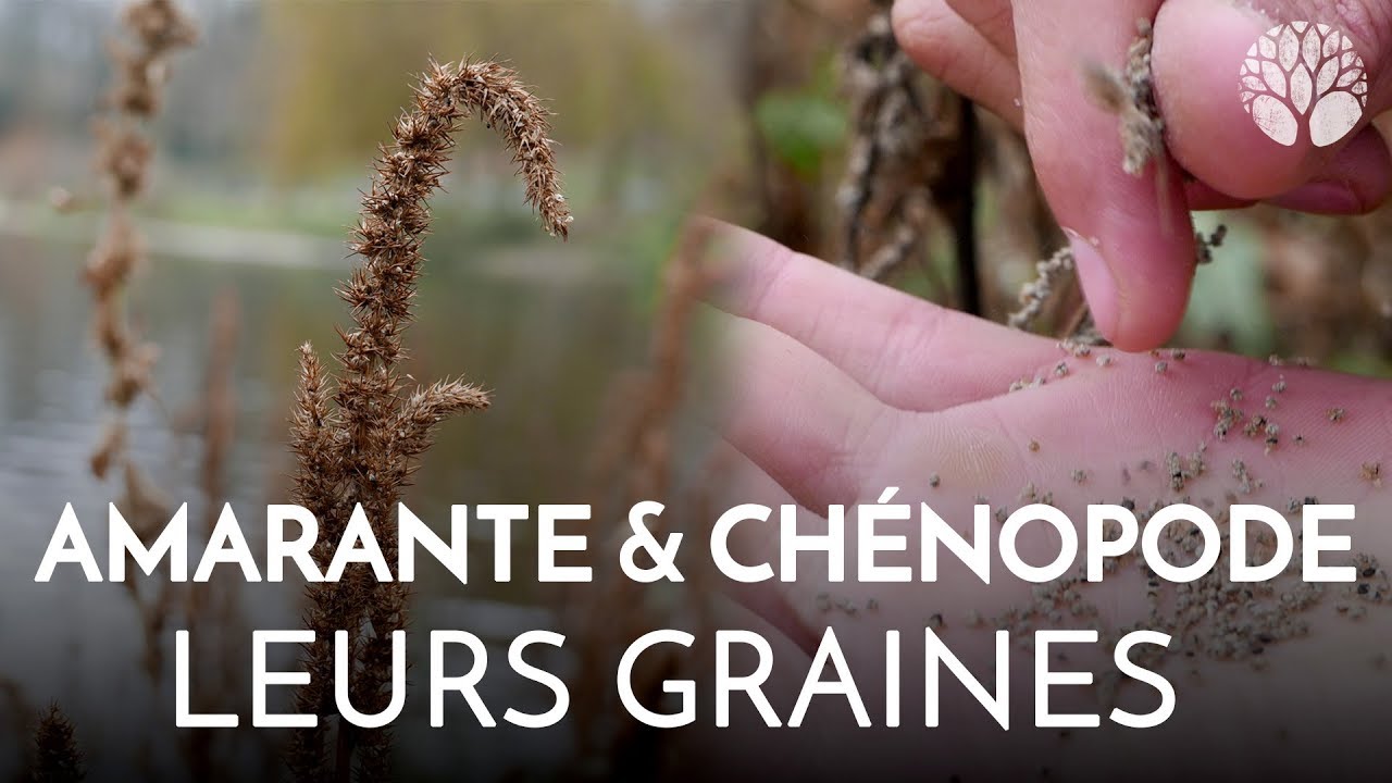 L'amarante et le chénopode, céréales sauvages