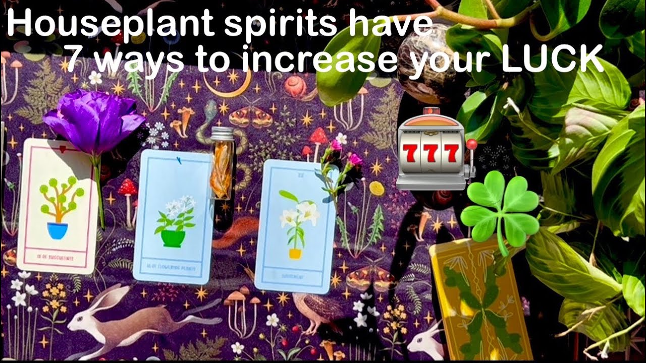 PICK A CARD READING🪴777 Luck is on your side🪻