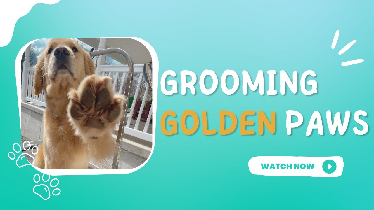 How to Trim Golden Retrievers Paws - Grooming Dog Paws
