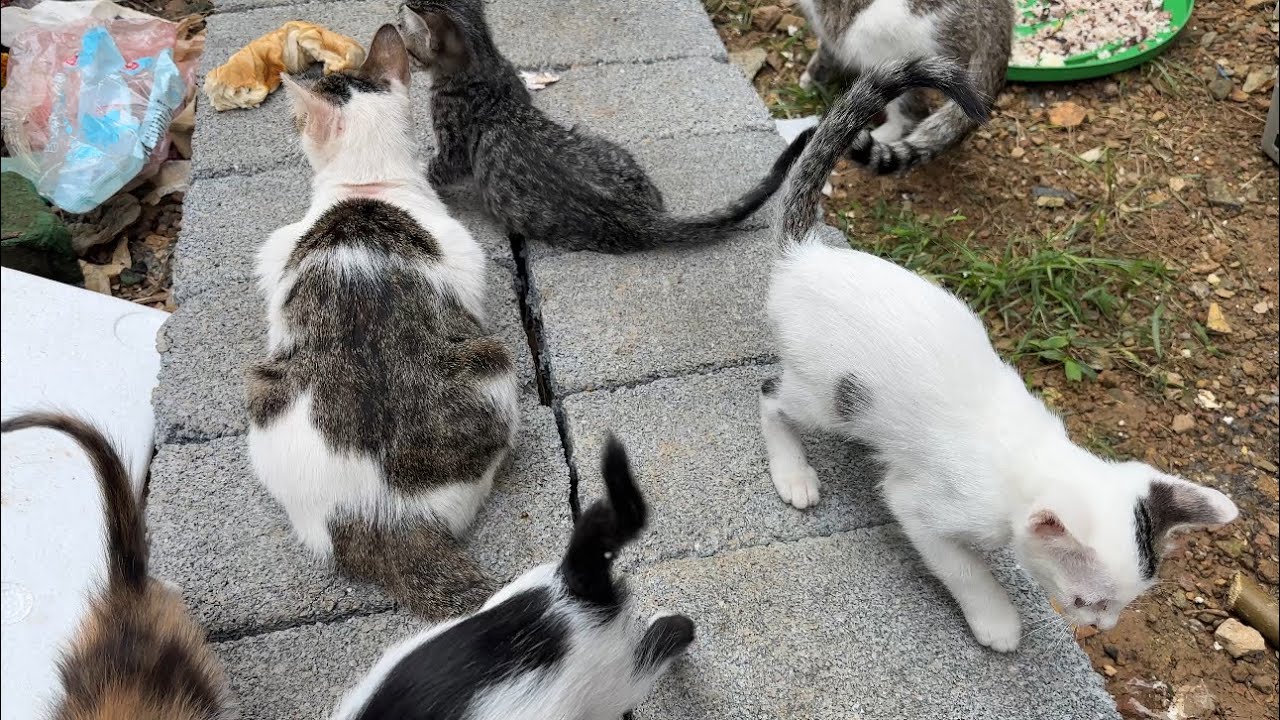 Mama Cat and her kittens survive in the abandoned place.