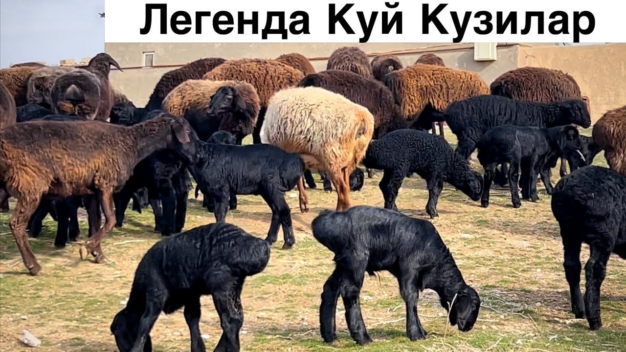 Бунакаси Булмаган! ☎️+998 90 733-51-64 ☎️+998 99 181 56 59