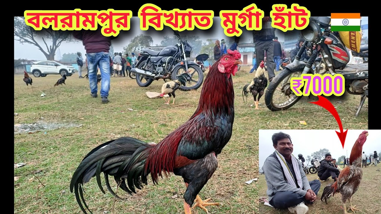 বলরামপুর মূর্গা হাঁট | balarampur murga haat | assel murga | Purulia | @SujitDas-147