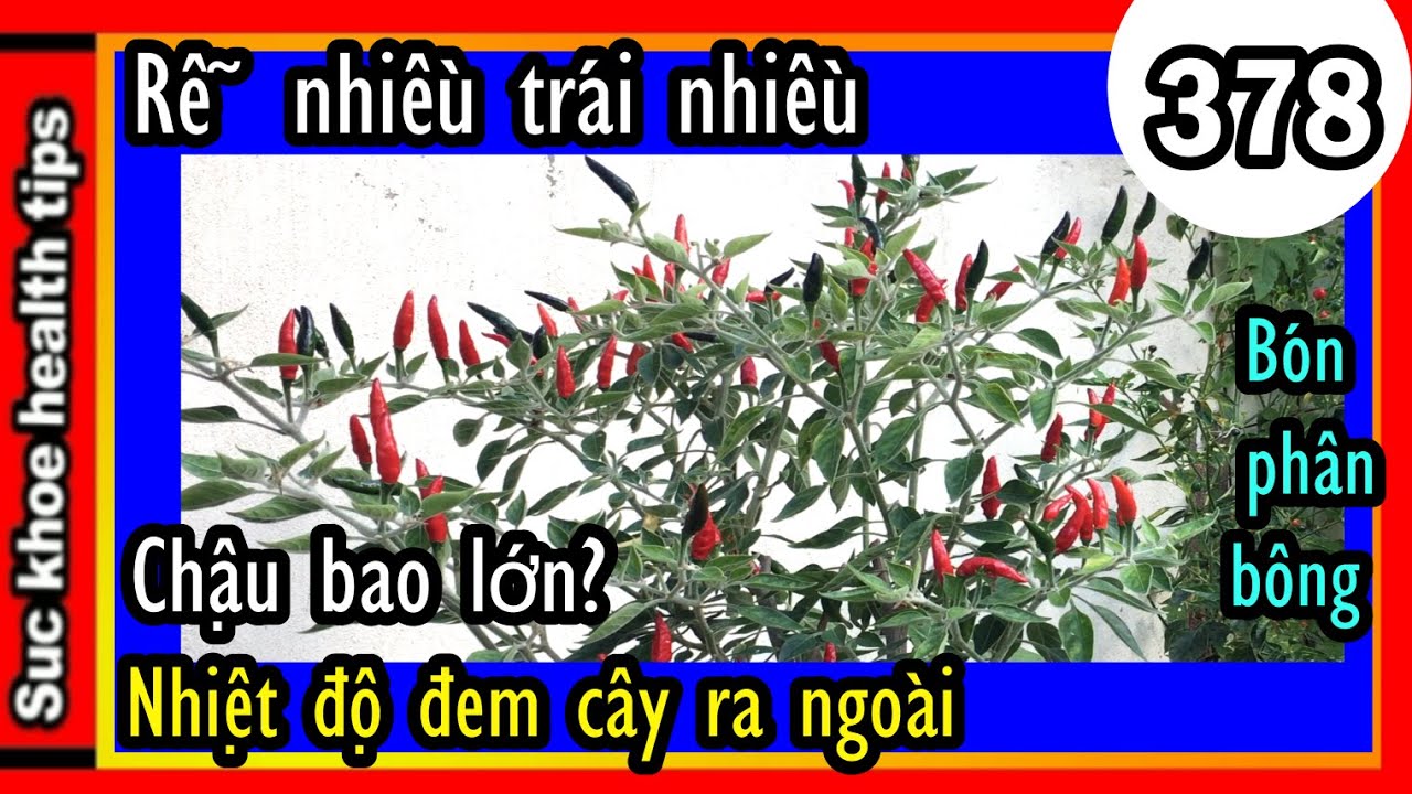 Cách làm cây ớt MẠNH KHỎE hơn TRÁI NHIỀU HƠN,#378 pepper plants care, organic fertilizer