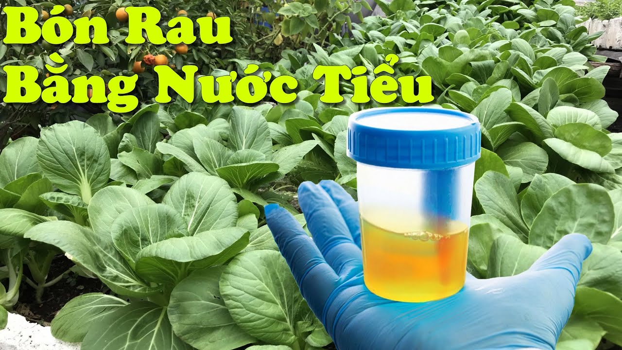 Kết Quả Thật Bất Ngờ Sau Khi Bón Nước Tiểu Cho Rau