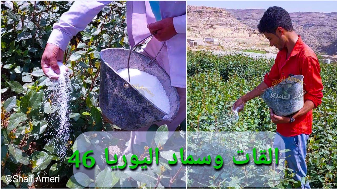 فوائد سماد اليوريا 46 للغرسة
