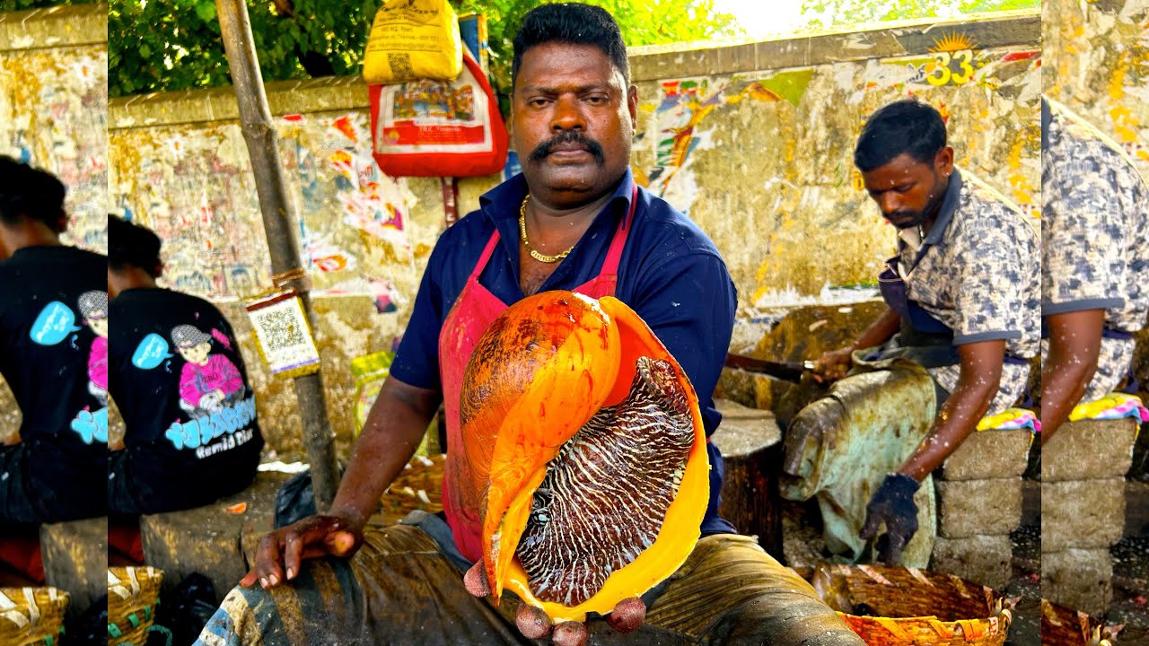 KASIMEDU 🔥SPEED SELVAM | SNAIL 🐌 BROKEN 🐟MASS CUTTING SKILLS | N M FISH CUTTING 🔪
