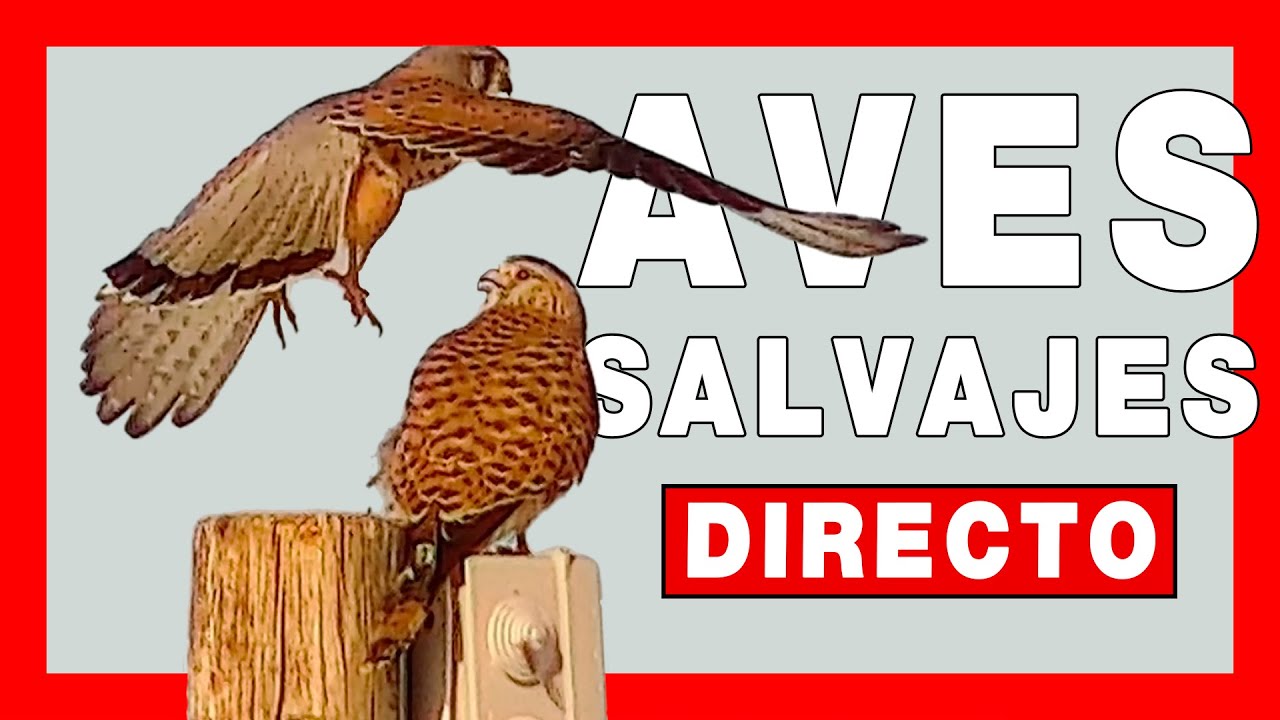 🦆 AVES en ÁVILA 🔴 DIRECTO | Cernícalos #121