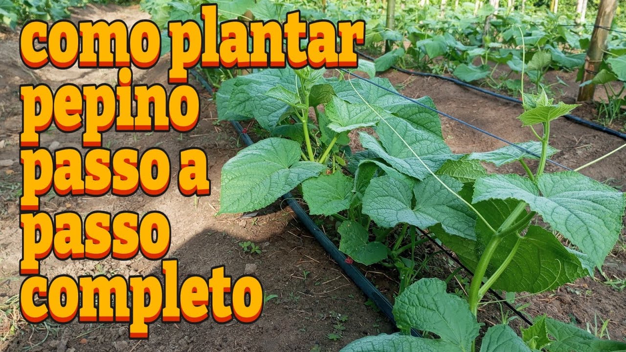 Do plantio à colheita | Como plantar pepino passo a passo 