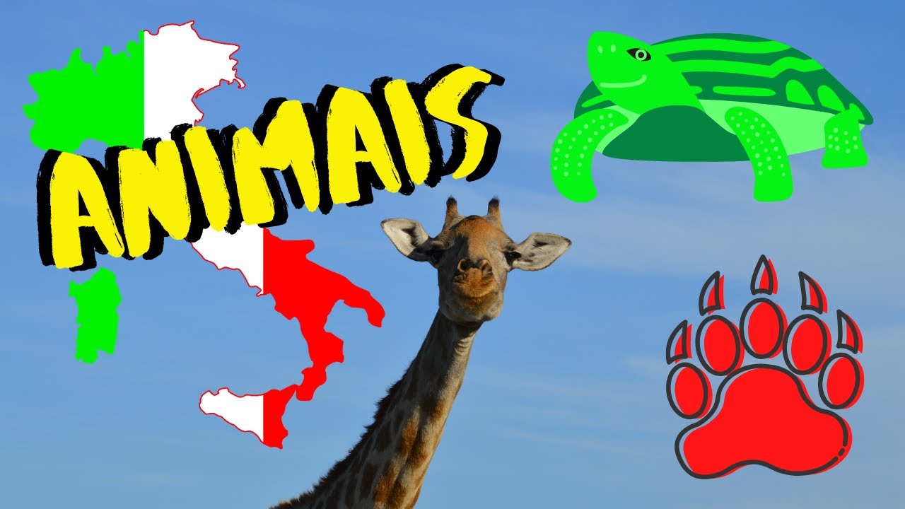 🇮🇹 OS ANIMAIS EM ITALIANO - Como aprender italiano sozinho - Curso de italiano para iniciantes 🇮🇹