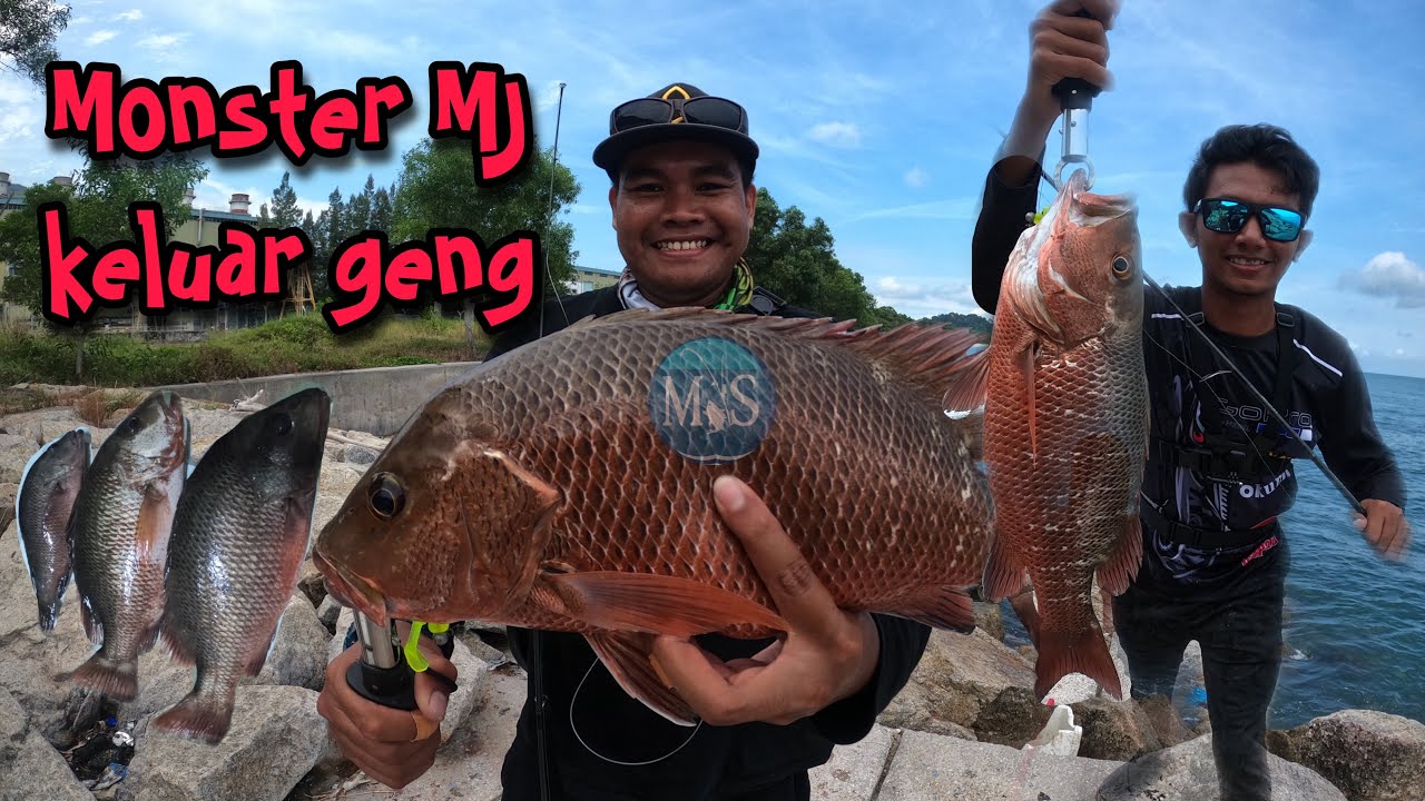 Casting disambar Monster MJ / Siakap Merah di tepi pantai