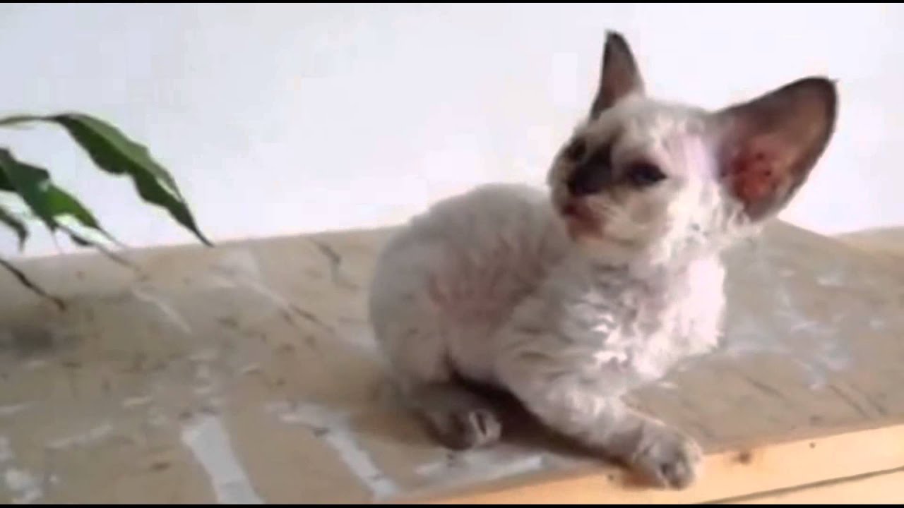 Super Cute Devon Rex Kitten! Kawaii! | Allevamento Cuccioli | Gatto Devon Rex | Milano